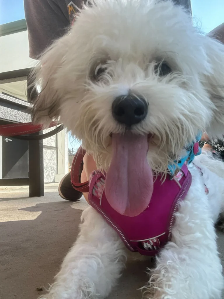 Rescue dog helped by Homeless Pets Foundation