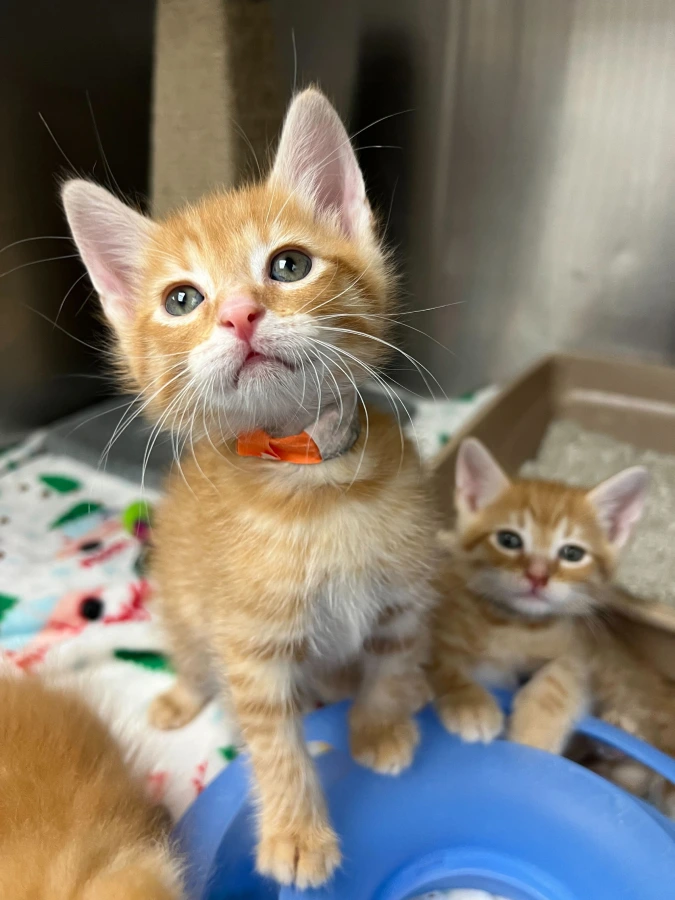 Person fostering a rescued pet