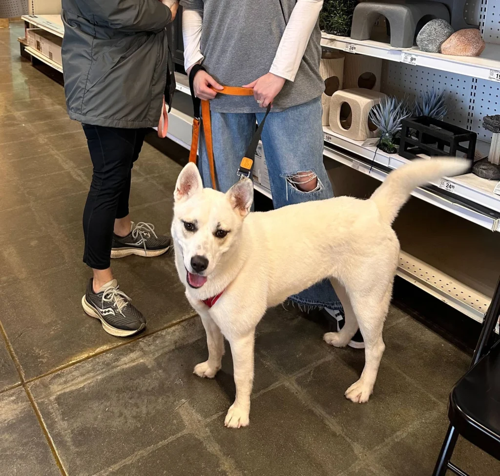 Homeless Pets Foundation location in Marietta