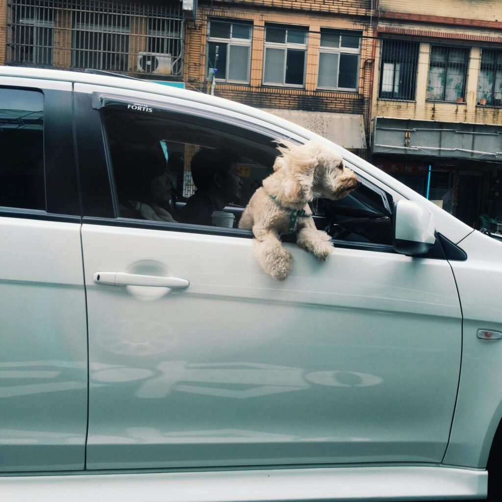 Small rescue dog enjoying a car ride